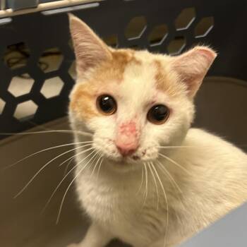 PB -  Domestic Short Hair Cat for Adoption in Charlottesville, Virginia - PB | PetCurious