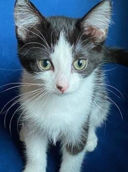 Hyde Park -  Domestic Short Hair Cat for Adoption in Cincinnati, Ohio - Hyde Park | PetCurious