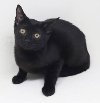 Callie cannot be any sweeter or cuter - OLD ENOUGH TO GO SOLO -  Bombay Cat for Adoption in Bedford Hills, New York - Callie Cannot Be Any Sweeter Or Cuter - OLD ENOUGH TO GO SOLO | PetCurious
