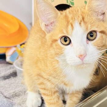 Pumpkin Patch [green] -  Domestic Short Hair Cat for Adoption in Baltimore, Maryland - Pumpkin Patch [green] | PetCurious