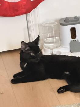 Max -  Domestic Short Hair Cat for Adoption - Max | PetCurious