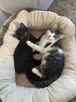 Cinder (5 July kittens 1) -  Domestic Short Hair Cat for Adoption in Lewis Center, Ohio - Cinder (5 July Kittens 1) | PetCurious