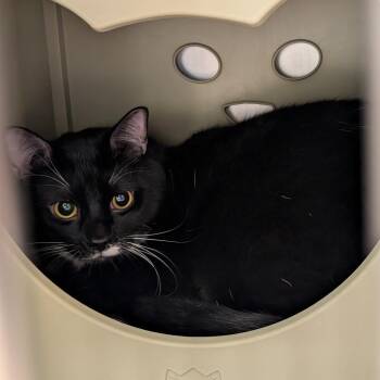 Merlin -  Domestic Short Hair Cat for Adoption in Titusville, Florida - Merlin | PetCurious