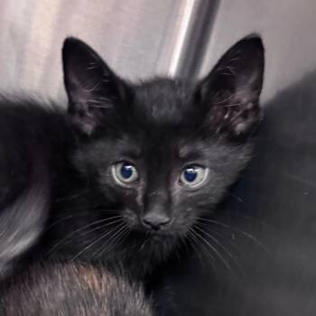 Beet -  Domestic Short Hair Cat for Adoption in Indianapolis, Indiana - Beet | PetCurious