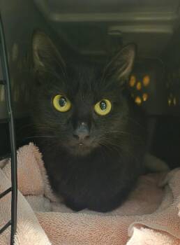 Enola -  Domestic Short Hair Cat for Adoption in Fort Collins, Colorado - Enola | PetCurious