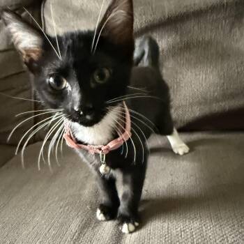Kelly -  Domestic Short Hair Cat for Adoption in Bentonville, Arkansas - Kelly | PetCurious