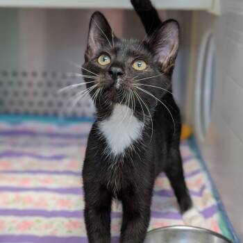 Rescue Domestic Short Hair Cats for Adoption in Decherd, Tennessee - Barnacle Boy | PetCurious