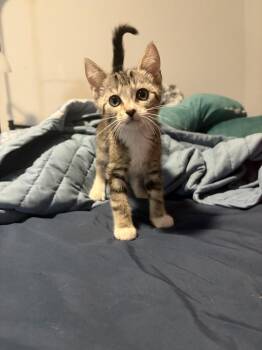 Catticus Finch -  Domestic Short Hair Cat for Adoption in St. Cloud, Florida - Catticus Finch | PetCurious
