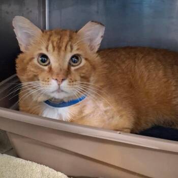 Domestic Medium Hair Cats Available for Adoption in Lakeland, Florida - Maximus | PetCurious