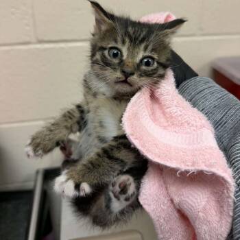Rolling Stones -  Domestic Short Hair Cat for Adoption in Reno, Nevada - Rolling Stones | PetCurious