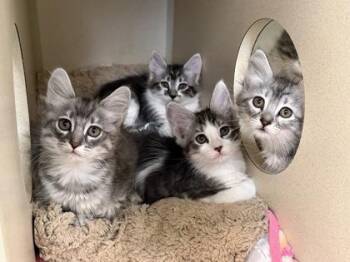 Domestic Medium Hair Cats Available for Adoption in Sacramento, California - Kima | PetCurious
