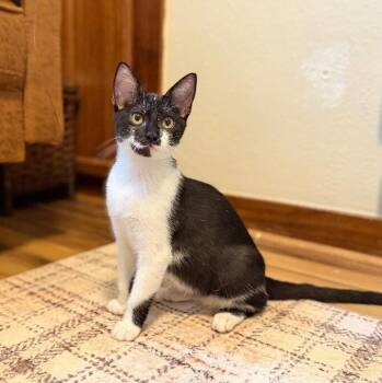 Southwest Airlines -  Tuxedo and Domestic Short Hair Cat for Adoption in Friendswood, Texas - Southwest Airlines | PetCurious