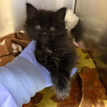 Rescue Domestic Medium Hair Cats for Adoption in Kanab, Utah - Hocus | PetCurious