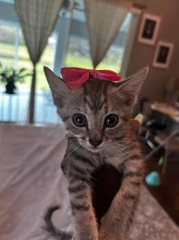Elain/female -  Tabby Cat for Adoption in Orlando, Florida - Elain/female | PetCurious