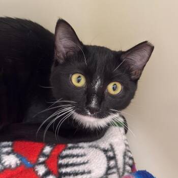 Domestic Short Hair Cats Available for Adoption - Puddin 2 | PetCurious