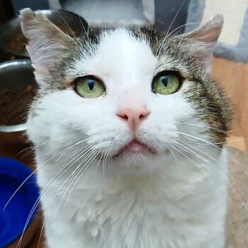 Rescue Domestic Short Hair Cats for Adoption in Abbotsford, British Columbia - Dawson | PetCurious