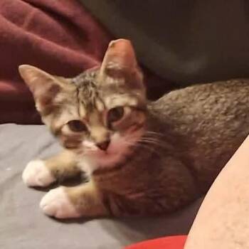 Stewie -  Domestic Short Hair Cat for Adoption in Huntington, West Virginia - Stewie | PetCurious