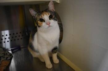 Honey -  Domestic Short Hair Cat for Adoption in Kansas City, Missouri - Honey | PetCurious