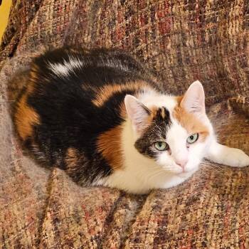 Rescue Domestic Short Hair Cats for Adoption in Brevard, North Carolina - Ginger | PetCurious