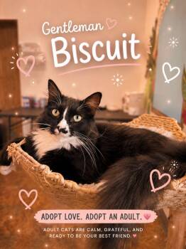Biscuits -  Domestic Long Hair Cat for Adoption in Miami Beach, Florida - Biscuits | PetCurious