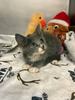 Totsie -  Domestic Short Hair Cat for Adoption in Sorrento, Louisiana - Totsie | PetCurious
