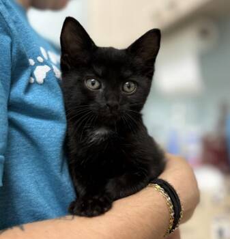 Belle -  Domestic Short Hair Cat for Adoption in Sioux City, Iowa - Belle | PetCurious