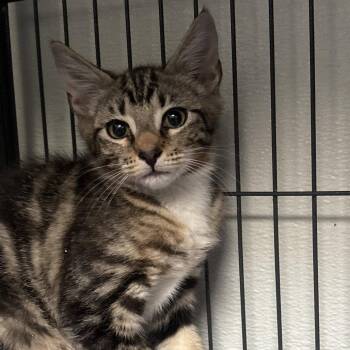 Razzberry Jam -  Domestic Short Hair Cat for Adoption in Dallas, Texas - Razzberry Jam | PetCurious