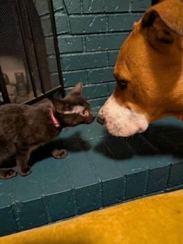 Coulda -  Domestic Short Hair Cat for Adoption in Fort Collins, Colorado - Coulda | PetCurious