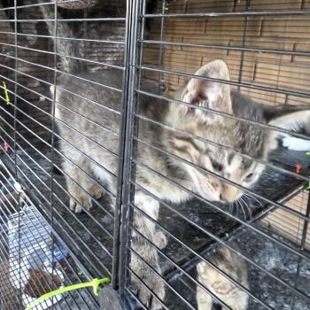 Moon -  Domestic Short Hair Cat for Adoption in Grantsville, Utah - Moon | PetCurious