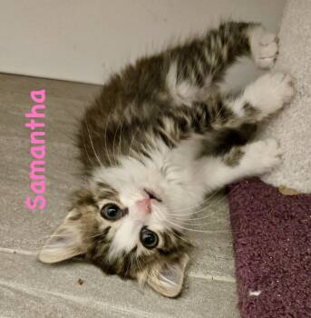 Samantha -  Domestic Medium Hair Cat for Adoption in Reston, Virginia - Samantha | PetCurious