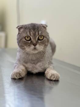 NIKA -  Scottish Fold Cat for Adoption in New York, New York - NIKA | PetCurious