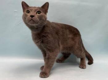 Wanderer -  Domestic Short Hair Cat for Adoption in Minneapolis, Minnesota - Wanderer | PetCurious