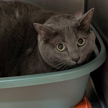 Enzita -  Domestic Medium Hair Cat for Adoption in Titusville, Florida - Enzita | PetCurious