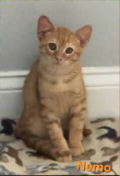 Rescue Domestic Short Hair Cats for Adoption in Longwood, Florida - Nemo | PetCurious
