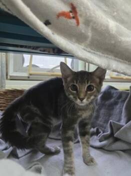 Andy -  Domestic Short Hair Cat for Adoption in Savannah, Georgia - Andy | PetCurious