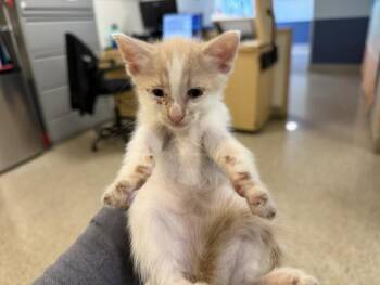 KANE -  Domestic Short Hair Cat for Adoption in Doral, Florida - KANE | PetCurious