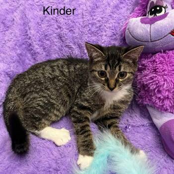 Rescue Tabby and Domestic Short Hair Cats for Adoption in Wyandotte, Michigan - Kinder | PetCurious