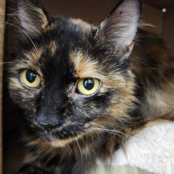Pumpkin -  Domestic Long Hair Cat for Adoption in Ballston Spa, New York - Pumpkin | PetCurious