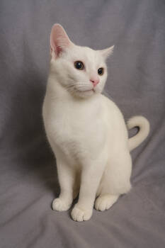 Rescue American Curl and Domestic Short Hair Cats for Adoption in Carrollton, Virginia - Marshmallow | PetCurious