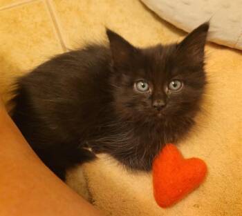 ECLAIR -  Domestic Short Hair Cat for Adoption in Albuquerque, New Mexico - ECLAIR | PetCurious