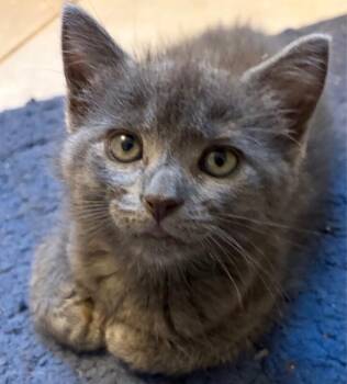 Mocha -  Domestic Short Hair Cat for Adoption in North Babylon, New York - Mocha | PetCurious