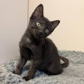 Mira -  Domestic Short Hair Cat for Adoption in Bloomington, Illinois - Mira | PetCurious