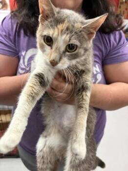 Domestic Short Hair Cats Available for Adoption in West Chester, Pennsylvania - Babybell | PetCurious