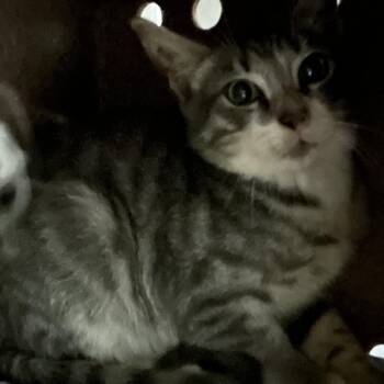 Nevada -  Domestic Short Hair Cat for Adoption in Newark, New Jersey - Nevada | PetCurious