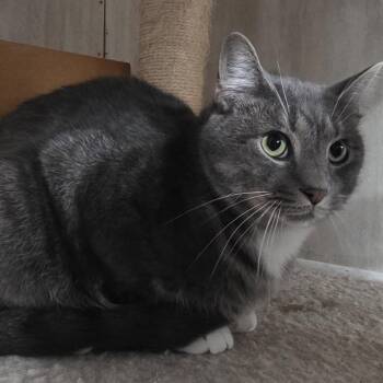 Jordan -  Domestic Short Hair Cat for Adoption in Berkeley Springs, West Virginia - Jordan | PetCurious