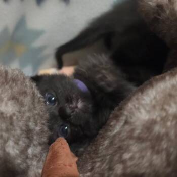 Potato Soup -  Domestic Short Hair Cat for Adoption in Columbia, Missouri - Potato Soup | PetCurious