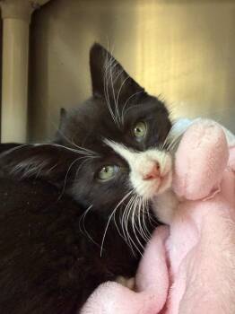 Domestic Short Hair Cats Available for Adoption in Pomona, New York - Salted Caramel | PetCurious