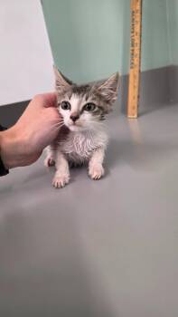 Lady Tremaine -  Domestic Short Hair Cat for Adoption in Athens, Tennessee - Lady Tremaine | PetCurious