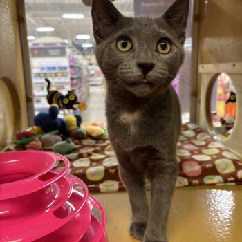 Flash and Cisco -  Domestic Short Hair Cat for Adoption in Bellmawr, New Jersey - Flash And Cisco | PetCurious
