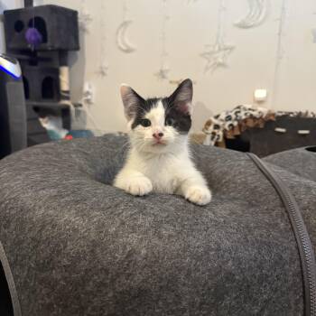 Theodore -  Domestic Short Hair Cat for Adoption in Blaine, Minnesota - Theodore | PetCurious